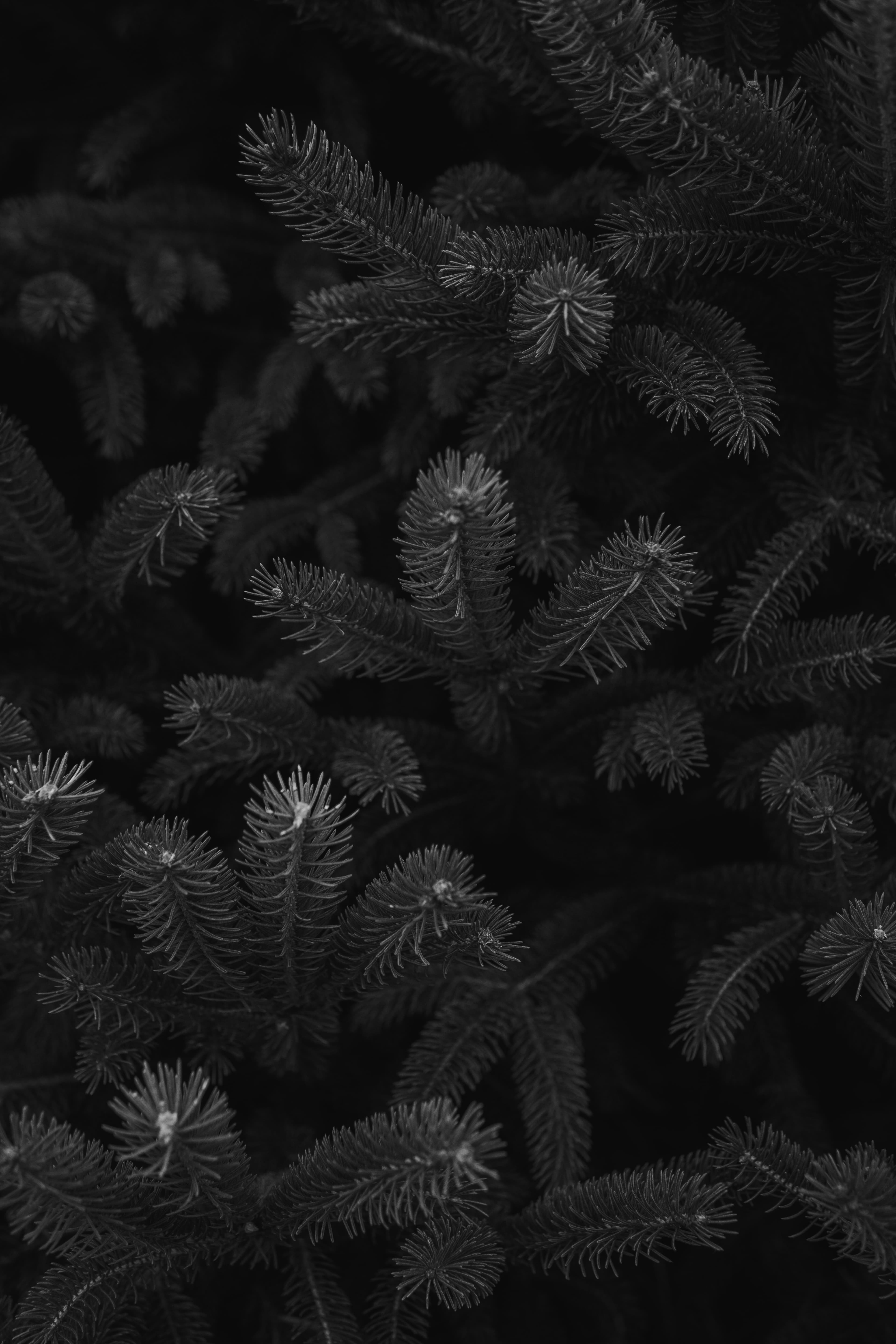 michael-fenton-8hTWsi2OSoA-unsplash_svartvit.jpg